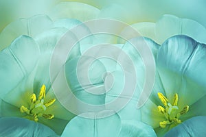 Floral spring turquoise background. Flowers pink tulips blossom. Close-up. Greeting card.