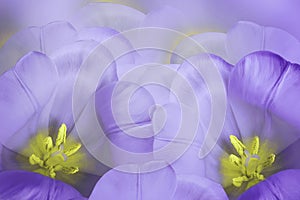 Floral spring violet background. Flowers purple tulips blossom. Close-up. Greeting card.