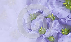 Floral spring violet background. Flowers white tulips blossom. Close-up. Greeting card.