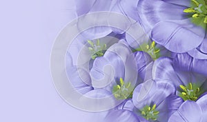 Floral spring violet background. Flowers white tulips blossom. Close-up. Greeting card. Place for text