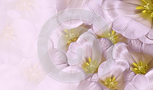 Floral spring white-pink background. Flowers white tulips blossom. Close-up. Greeting card.