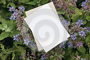 Floral stationery still life scene. Blank greeting card mock-up with blooming blue borage plants. Top view, selective