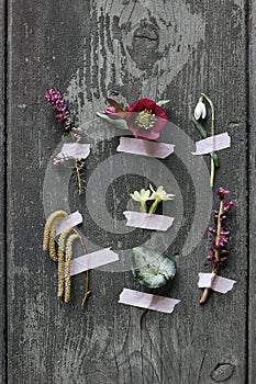 Floral still life. Group of winter, springtime flowers taped on old wooden door. Primrose, snowdrop and hellebore. Erica