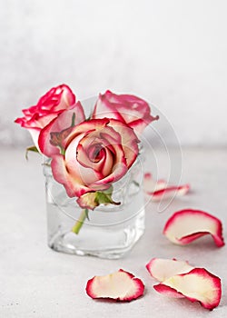 Floral still life with pastel colored pink roses in glass vase for home decor.