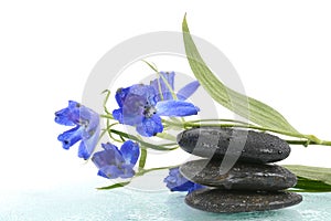 Floral and stones for relaxing spa concept