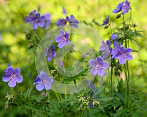 Floral summer background of flowers geranium pratense meadow cranesbill in the morning sunlight