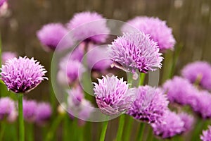 Floral summer background, soft focus. Blooming fistulosum. Blurred background. photo