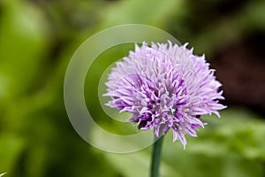 Floral summer background, soft focus. Blooming fistulosum. Blurred background.