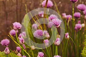 Floral summer background, soft focus. Blooming fistulosum. Blurred background. photo