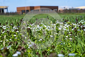 Floral summer beautiful background. Flowers of the field close-up in the field in nature