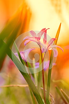 Floral summer flowers on meadow on the sunny nature background. Dreamy gentle image at sunset. Soft selective focus