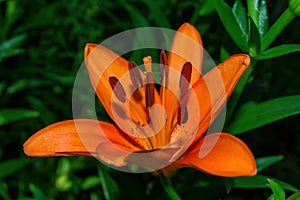 Floral summer garden. Orange flower Lily Latin: Lilium on the background of green leaves in the garden, closeup. Precise