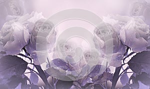 Floral summer light purple beautiful background. A tender bouquet of white roses with violet leaves on the stem after the rain w