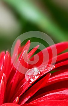 Floral summer macro background. Drop of clear water and red petals of a beautiful gerbera. Selective focus.