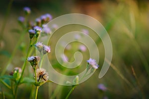 Floral summer spring background conceptual