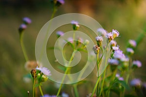 Floral summer spring background conceptual