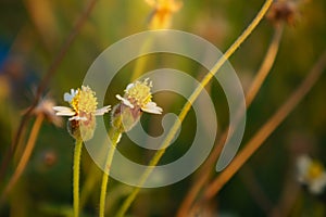 Floral summer spring background conceptual