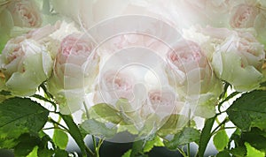 Floral summer white-pink beautiful background. A tender bouquet of roses with green leaves on the stem after the rain with drops