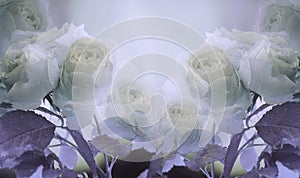 Floral summer white-violet beautiful background. A tender bouquet of roses with green leaves on the stem after the rain with dro
