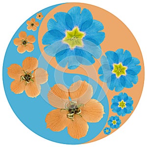 Floral symbol Yin-Yang. Primula. Geometric pattern of Yin-Yang symbol, from plants on colored background in Oriental style. Yin