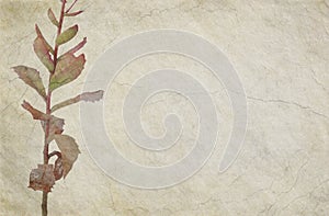 Floral Themed Cracked Beige Background