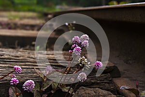Floral Tracks: Nature's Bloom Along the Rails