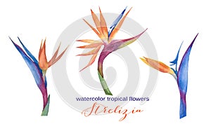 Floral tropical set with the flowers of strelitzia.