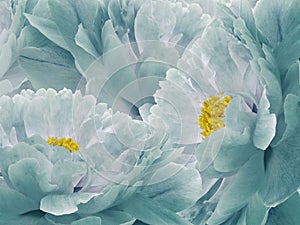 Floral turquoise background. Flowers and petals of a turquoise peonies close up.