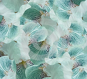 Floral turquoise beautiful background.  Flower composition.  flowers irises  closeup.