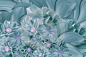 Floral turquoise-pearl background of flowers of dahlia. Bright flower arrangement. A bouquet of turquoise dahlias.