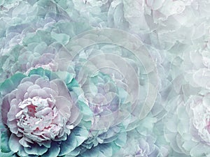 Floral turquoise-pink background. Flowers and peony petals. Close-up. . Flower composition.