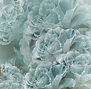Floral turquoise-white beautiful background. Flower composition. Bouquet of flowers from light purple roses. Close-up.