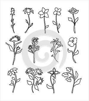 Floral vector doodle design elements. Hand drawn decorative leaves and wreaths. Flower ornament dividers. Tree branches