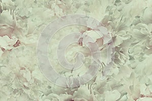 Floral vintage beautiful background. Wallpapers of flowers light pink-white peony. Flower composition. Close-up.