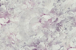 Floral vintage beautiful background. Wallpapers of flowers light pink-white peony. Flower composition. Close-up.