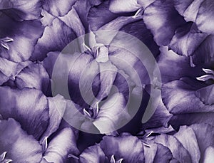 Floral vintage purple  background. A bouquet of  turquoise  flowers.  Close-up.   floral collage.  Flower composition.