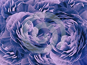 Floral vintage purple-blue background. A bouquet of purple-blue roses flowers. Close-up. floral collage. Flower composition