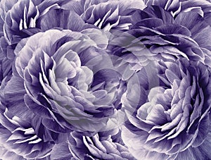 Floral vintage white-purple background. A bouquet of white-purple roses flowers. Close-up. floral collage. Flower compositi