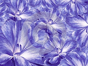 Floral violet background. A bouquet of cloves flowers. Close-up. Flower composition. Nature
