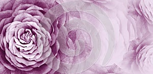 Floral violet background. A bouquet of purple roses flowers. Close-up. floral collage. Flower composition.