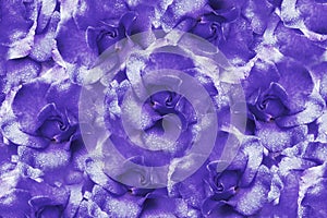 Floral violet background from roses. Flower composition. Flowers with water droplets on petals. Close-up.