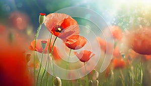 Floral wallpaper background with poppy flowers detail