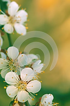 Delicate natural background in green and yellow tones. White apricot flowers in spring in nature. Apricot flowers