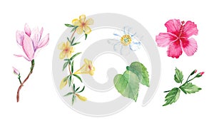 Floral watercolor set. Exotic flowers. Hand drawn botanical illustration isolated on white background. Botanical