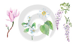 Floral watercolor set. Tree flowers, magnolia, jasmine, kiwi, wisteria. Hand drawn botanical illustration isolated on