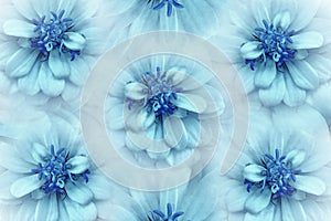 Floral watercolor turquoise-blue background. Flowers daisies close-up on a light turquoise background. Flowers composition