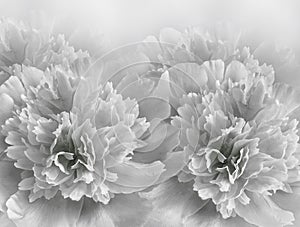 Floral white-black background. A bouquet of purple peonies flowers. Close-up. Flower composition.