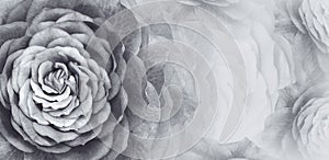 Floral white-black background. A bouquet of white-black roses flowers. Close-up. floral collage. Flower composition.