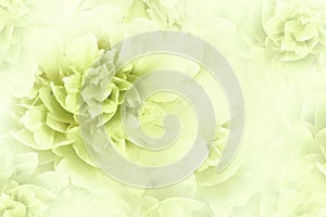 Floral white-green background. Peonies flowers close-up on a transparent halftone light red background. Greeting card.