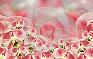 Floral white-red background. Bouquet of orchids. Flowers phalaenopsis on a red-white background bokeh. Greeting card.